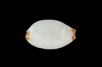 藏品(鯊皮寶螺)的圖片